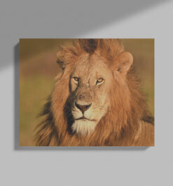 Quadro decorativo animais leão retangular cod r046 (cópia)