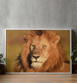 Quadro decorativo animais leão retangular cod r046 (cópia)