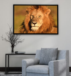 Quadro decorativo animais leão retangular cod r047